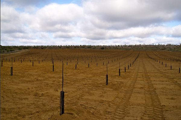 protectores arboles malla