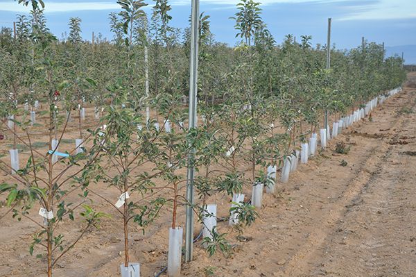 protectores para arboles